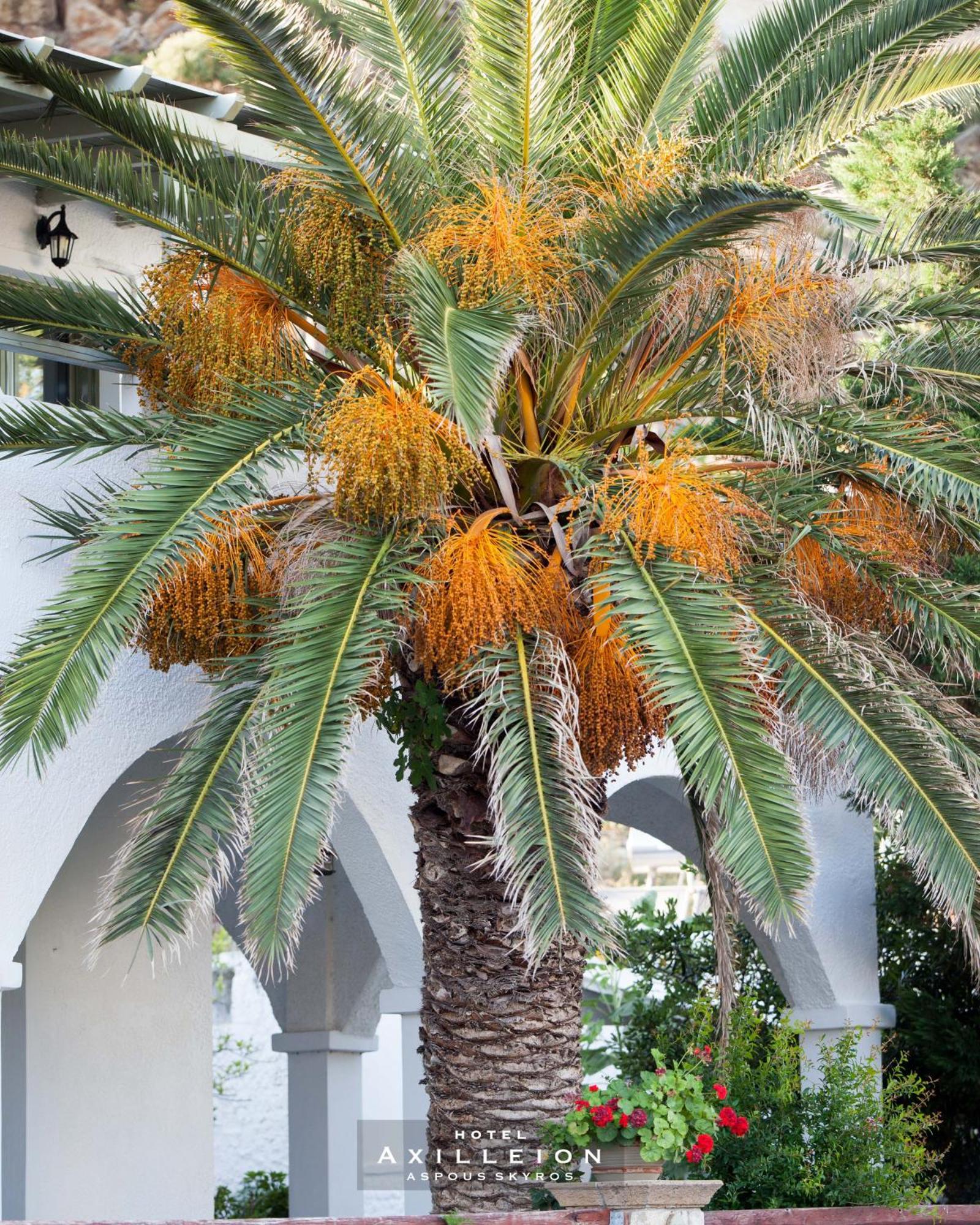 Achilleion Hotel Skyros Bagian luar foto